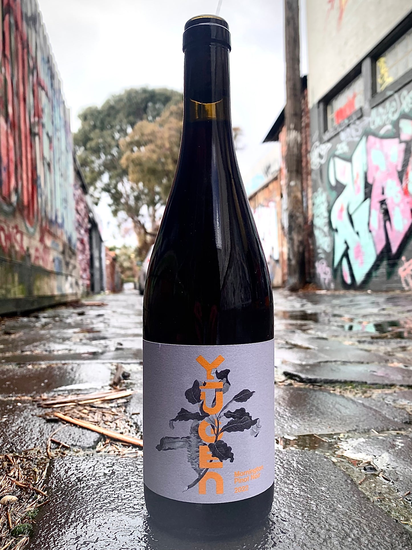 2022 Morning Pinot Noir